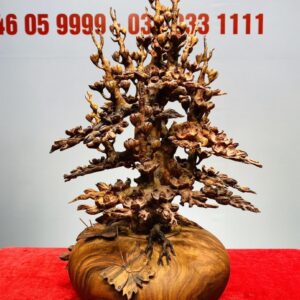 Bình Hoa Mai Gỗ Sưa