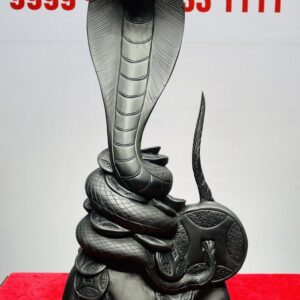 Rắn Gỗ Mun Sừng Khánh Hoà