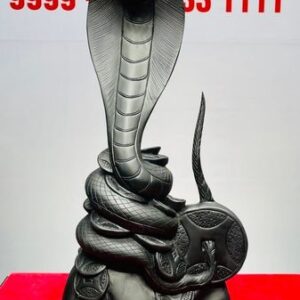 Rắn Gỗ Mun Sừng Khánh Hoà